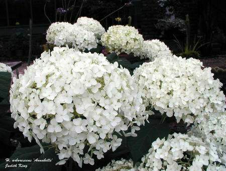 annabelle_hydrangea