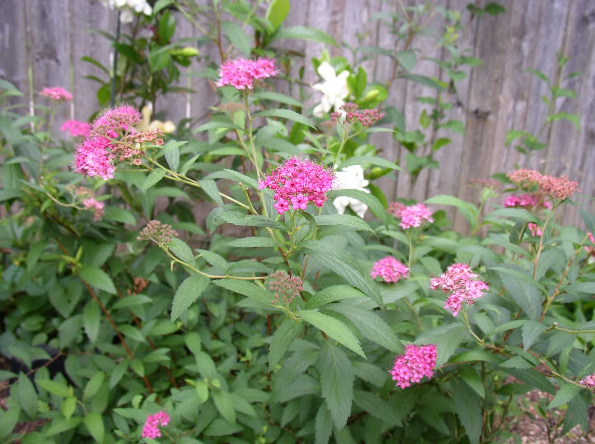 anthony_waterer_spirea