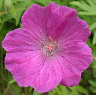 bloody_cranesbill