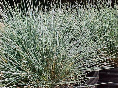 blue_fescue