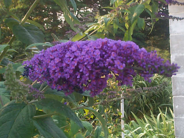 butterfly_bush