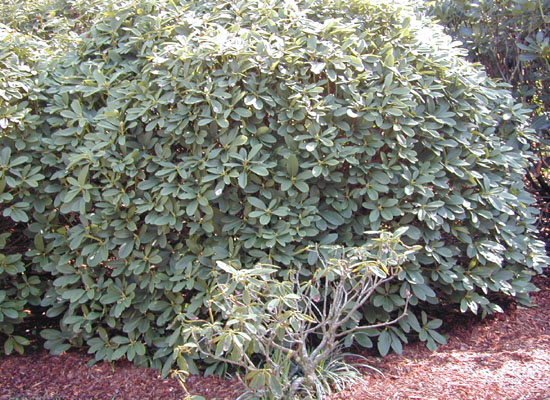 catawba_rhododenron