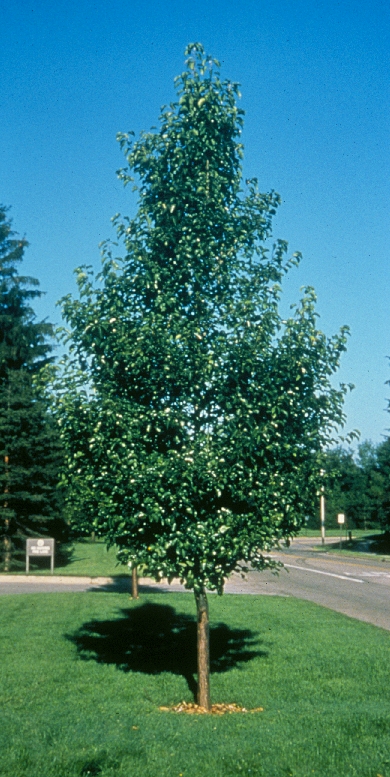 chanticleer_pear