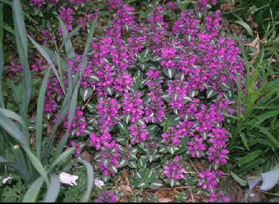 chequers_lamium