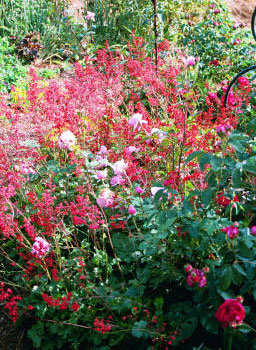 coral_bells