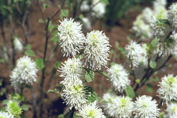 dwarf_fothergilla