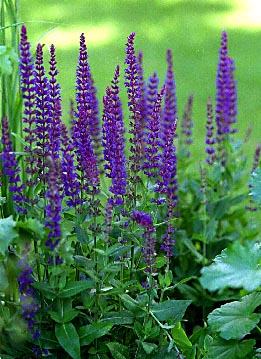 east_friesland_salvia