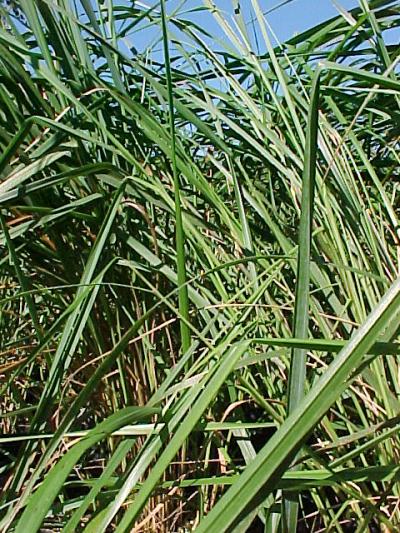 feather_reed