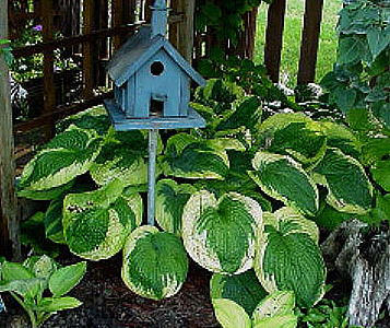 francis_williams_hosta