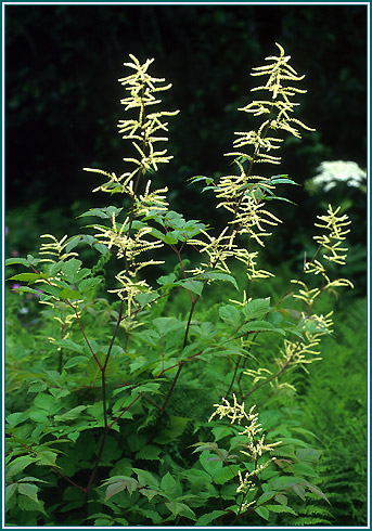 goatsbeard