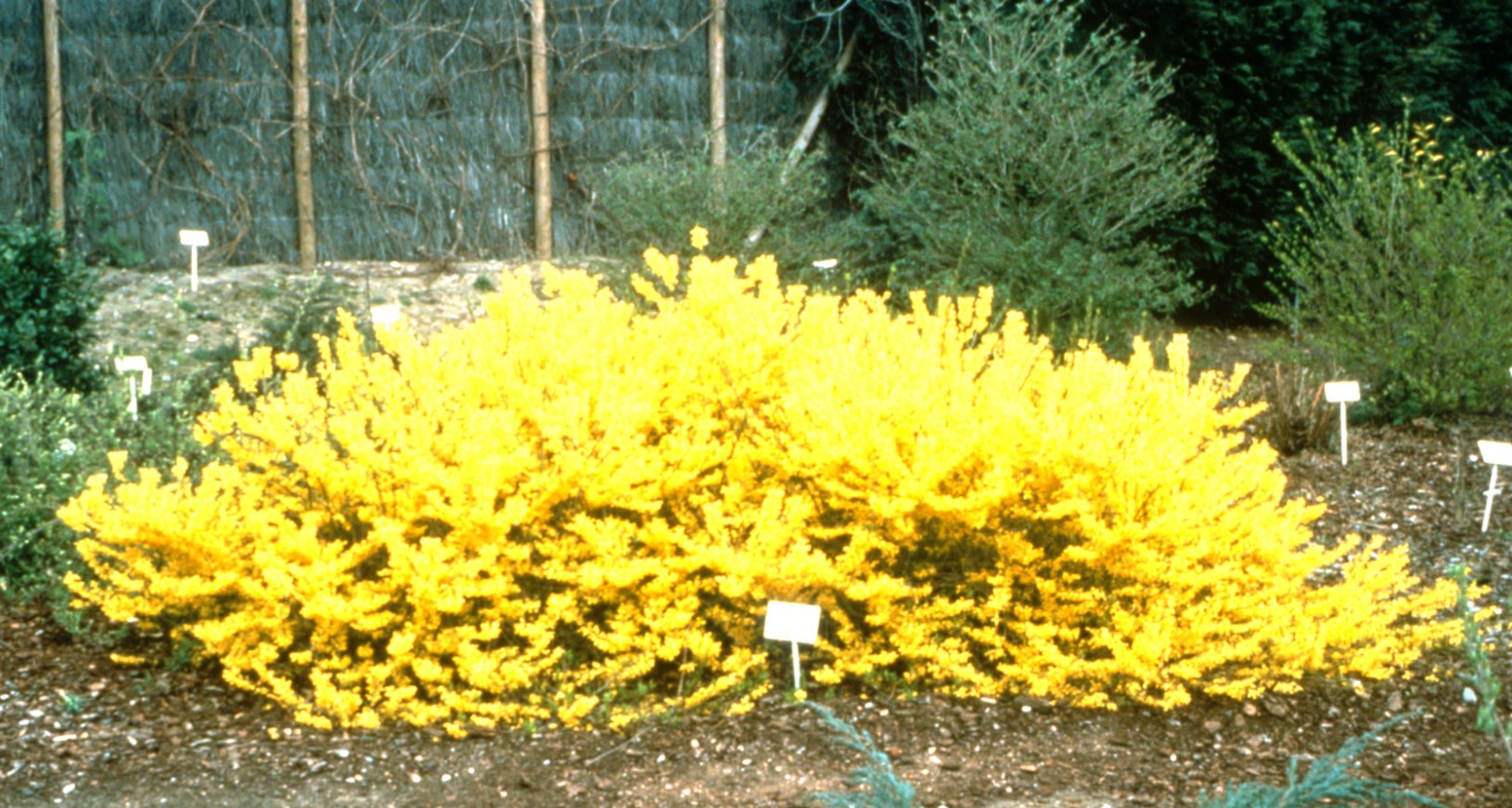 gold_tide_forsythia