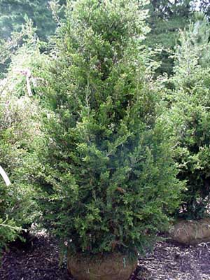 green_columnar_juniper