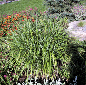 hardy_plume_grass