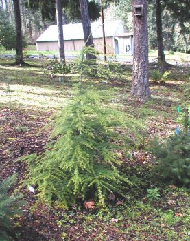 hemlock