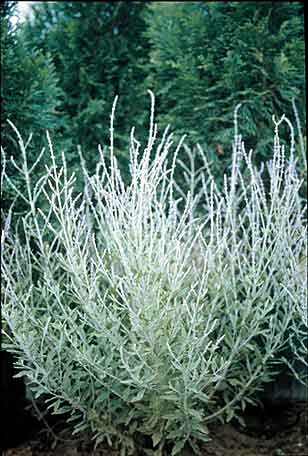 little_spire_russian_sage