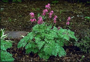 luxurient_bleeding_heart