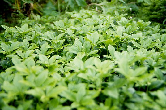 pachysandra
