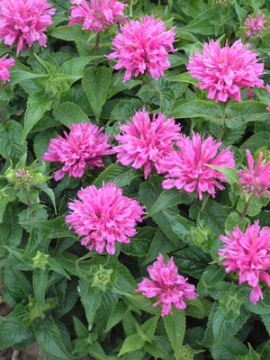 petite_delight_beebalm