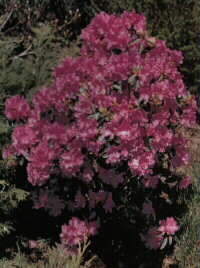 plum_rhododendron