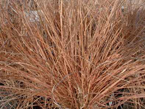 prairie_drop_seed