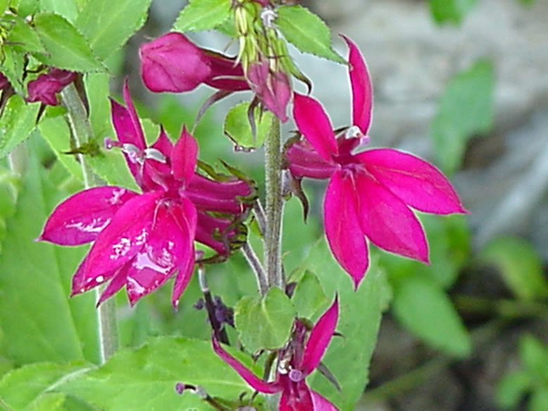 red_cardinal_flower