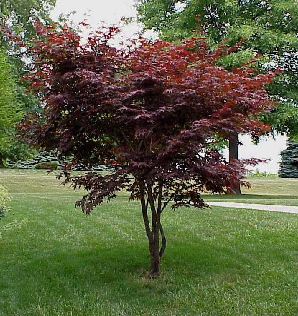 red_japanese_maple