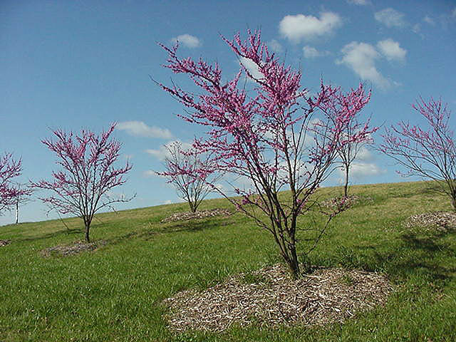redbud