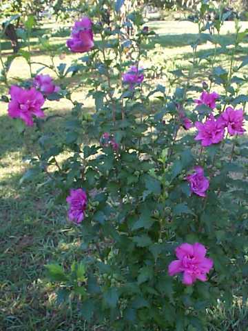 rose_of_sharon