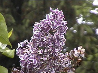 sensation_lilac