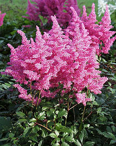 serenade_astilbe