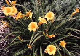 stella_de_oro_daylily