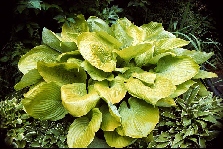 sum_and_substance_hosta