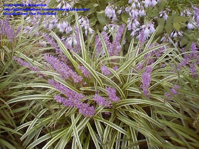 variegated_lariope