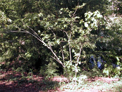 vernal_witch_hazel