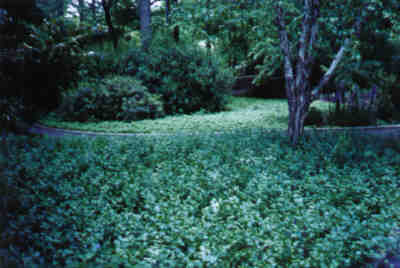 vinca