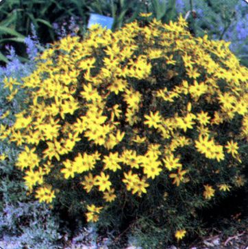 zagreb_coreopsis