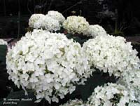 annabelle_hydrangea