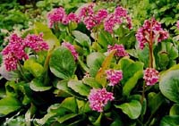 bergenia