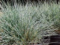 blue_fescue