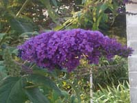butterfly_bush