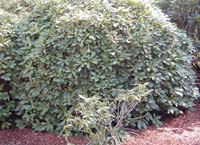 catawba_rhododenron