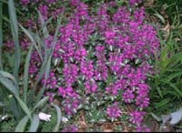 chequers_lamium