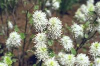 dwarf_fothergilla