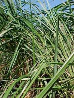 feather_reed