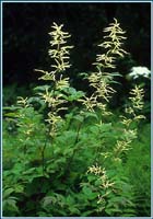 goatsbeard