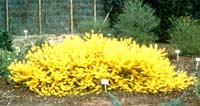 gold_tide_forsythia