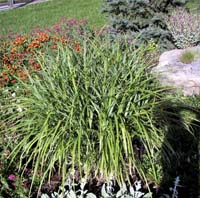 hardy_plume_grass
