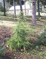 hemlock