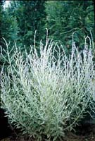 little_spire_russian_sage