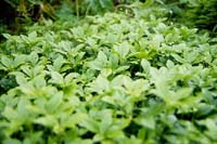 pachysandra